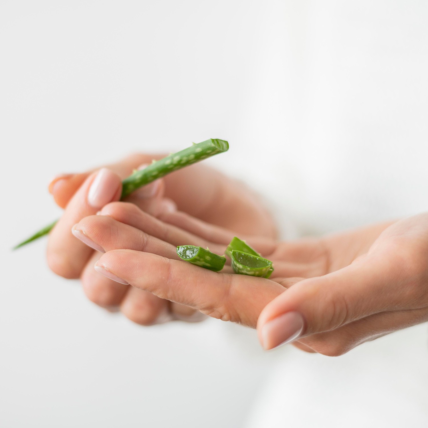 Why Aloe Vera Should Be Part of Your Summer Skincare Routine